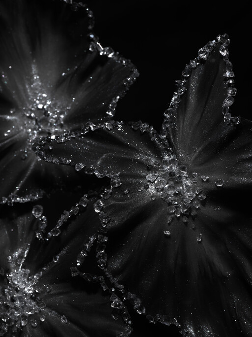 Photo : Candice Milon