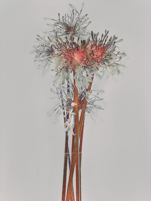 Photo : Candice Milon