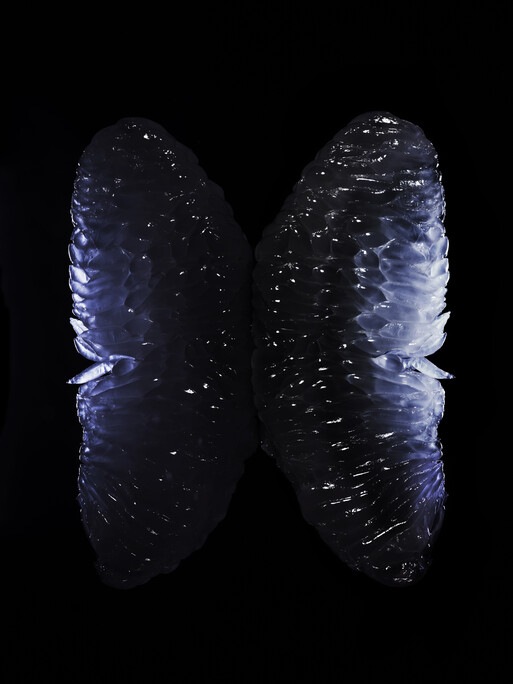 Photo : Candice Milon