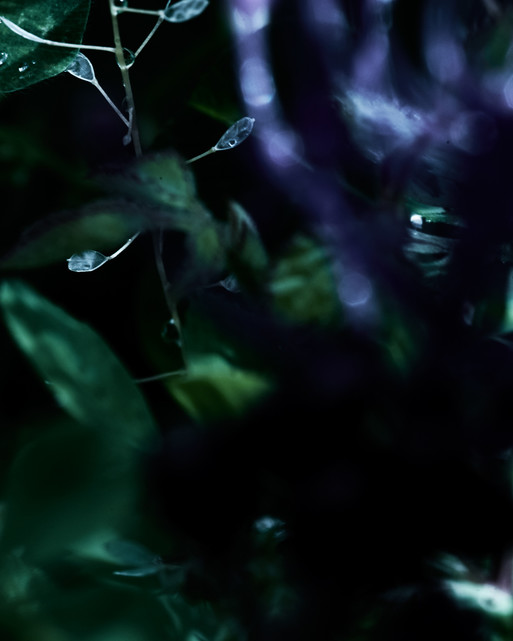 Photo : Candice Milon