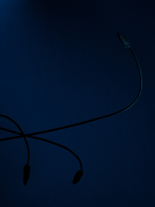 Photo : Candice Milon