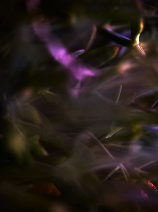 Photo : Candice Milon