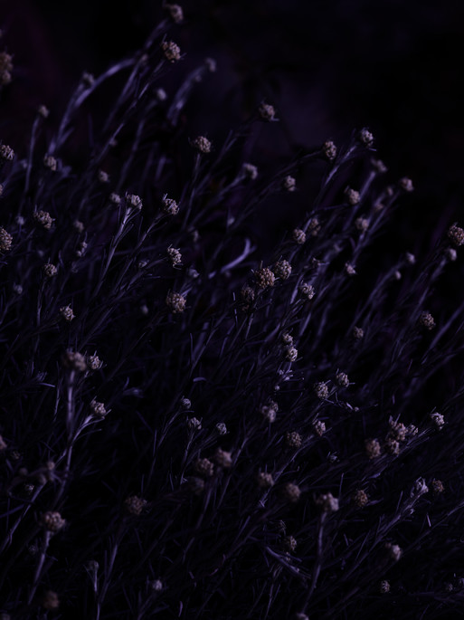 Photo : Candice Milon