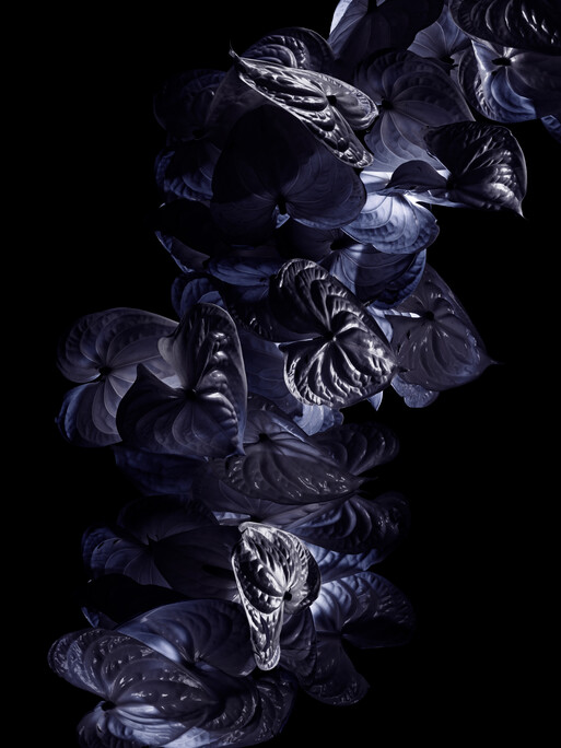 Photo : Candice Milon