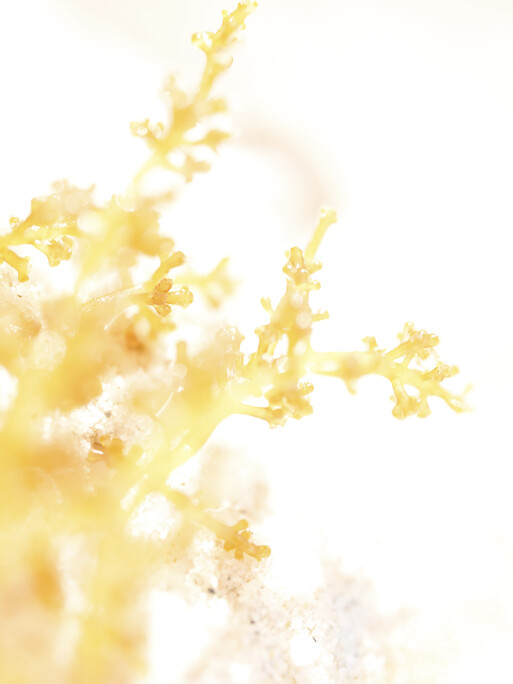 Photo : Candice Milon