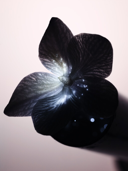 Photo : Candice Milon