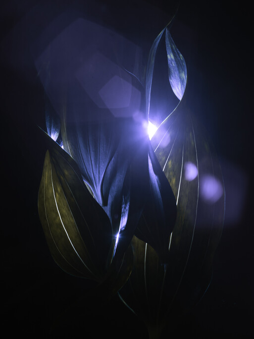 Photo : Candice Milon