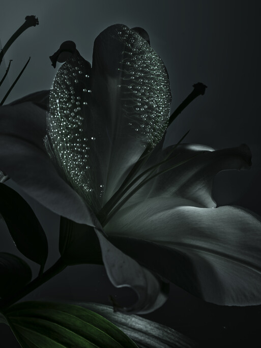 Photo : Candice Milon