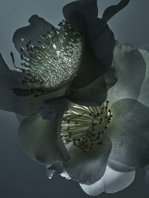 Photo : Candice Milon