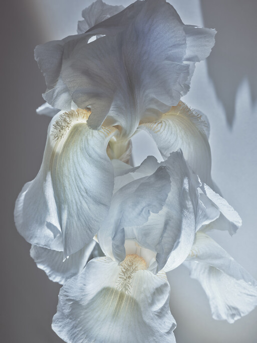 Photo : Candice Milon