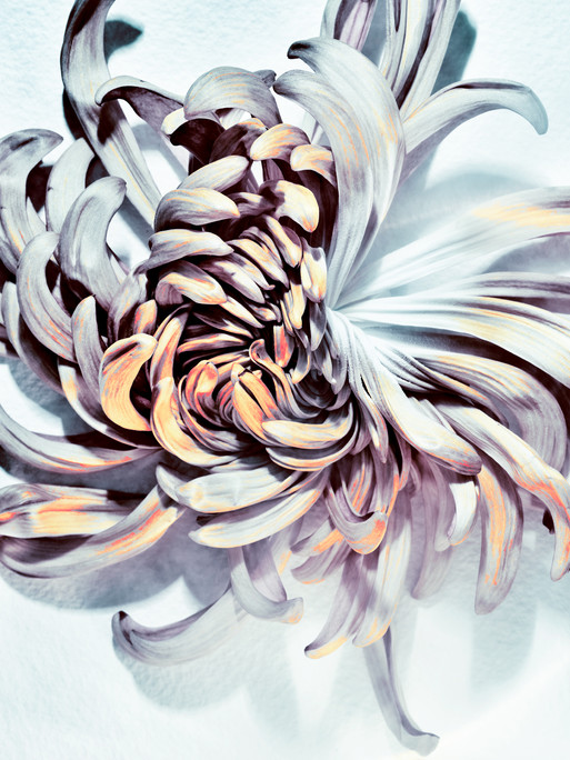 Photo : Candice Milon