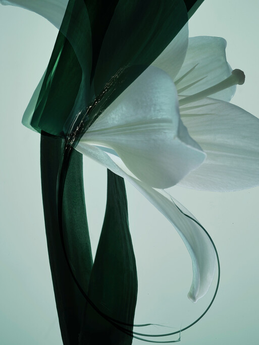 Lily