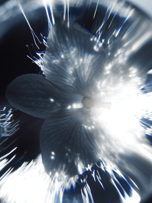 Photo : Candice Milon