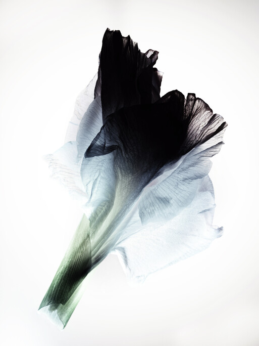 Photo : Candice Milon