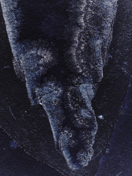 Photo : Candice Milon