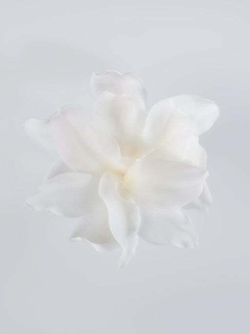 Photo : Amy Humphreys