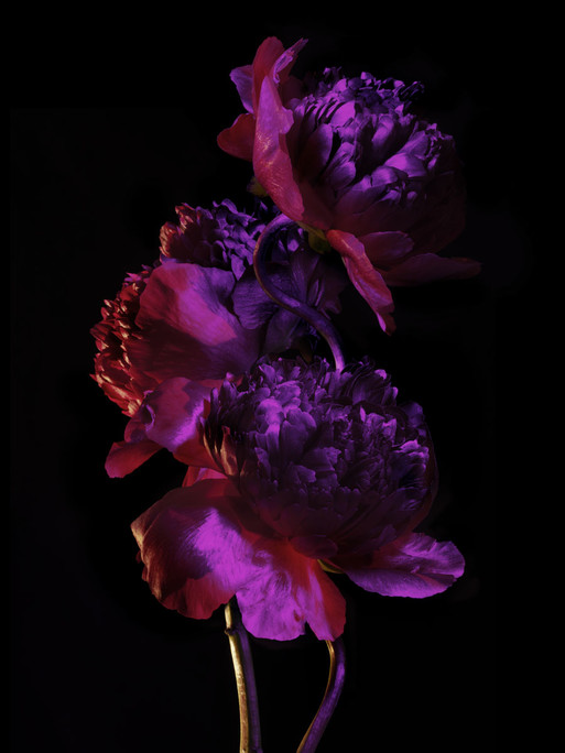 Photo : Candice Milon