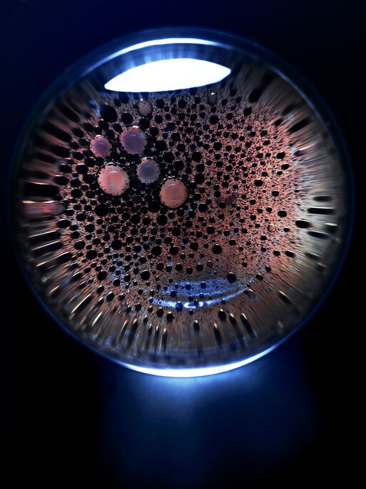 Photo : Candice Milon