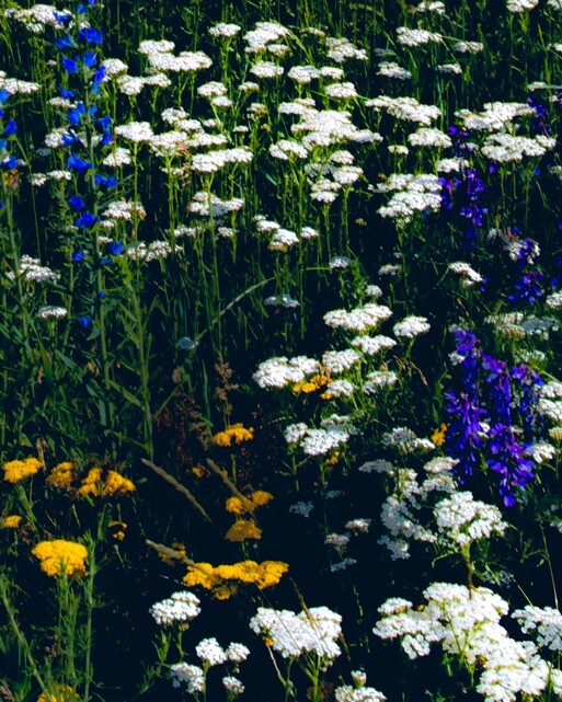 Photo : Erwann Petersen