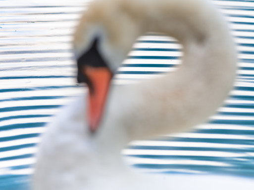 Photo : Etienne Francey