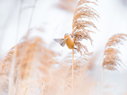 Photo : Etienne Francey