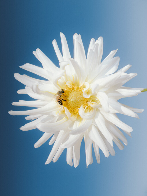 Photo : Etienne Francey