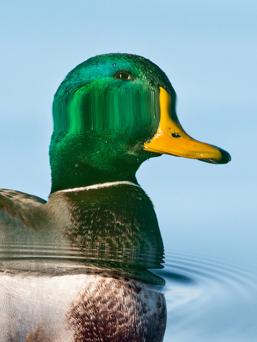 Photo : Etienne Francey