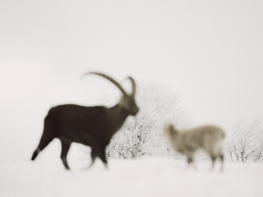 Photo : Etienne Francey