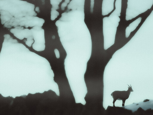 Photo : Etienne Francey