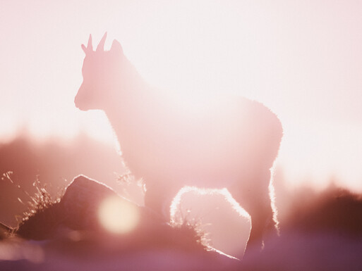 Photo : Etienne Francey