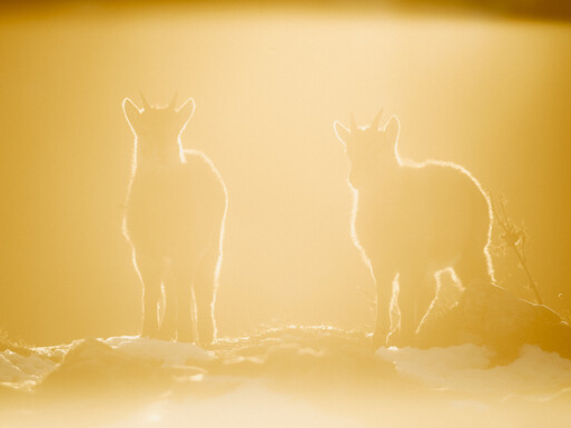 Photo : Etienne Francey