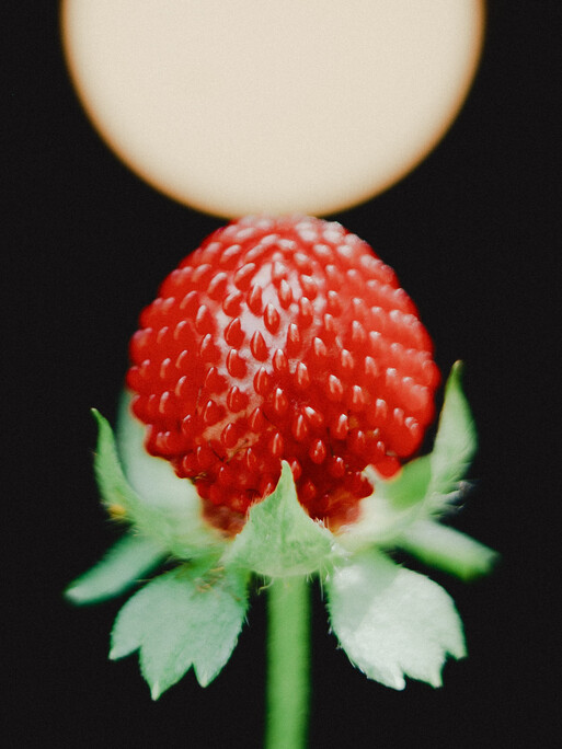 Photo : Etienne Francey