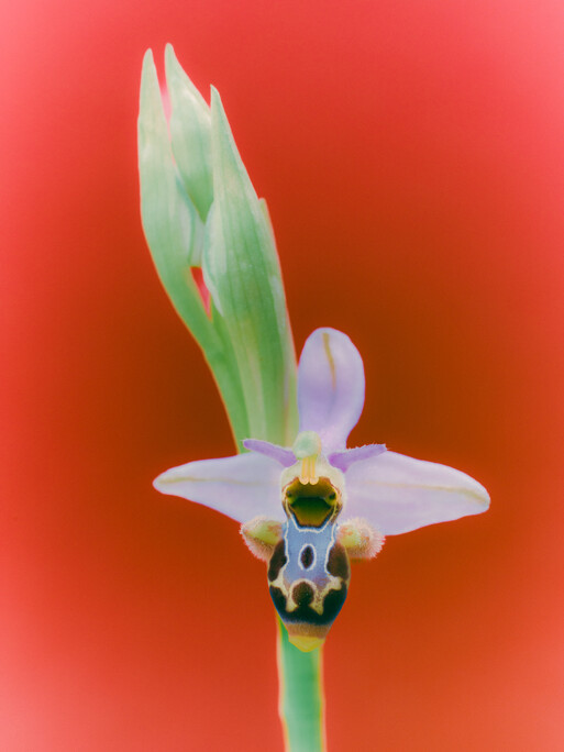 Wild Orchids