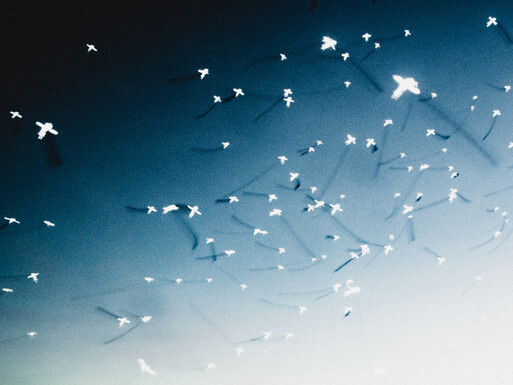 Photo : Etienne Francey