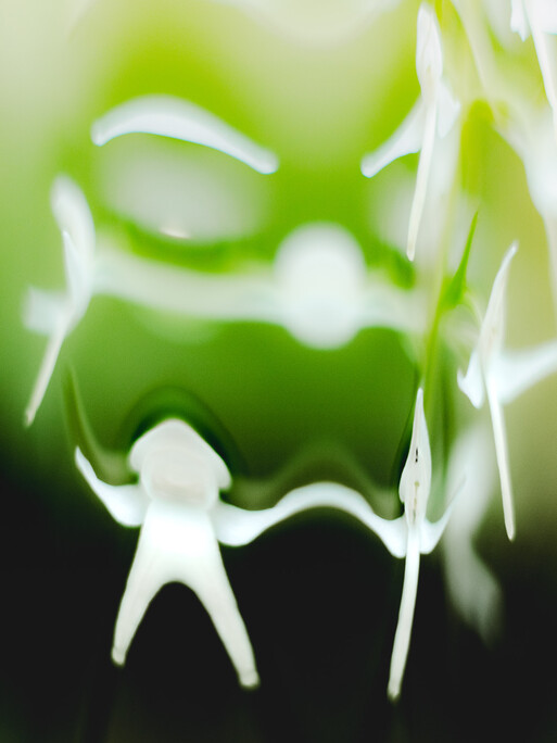 Photo : Etienne Francey