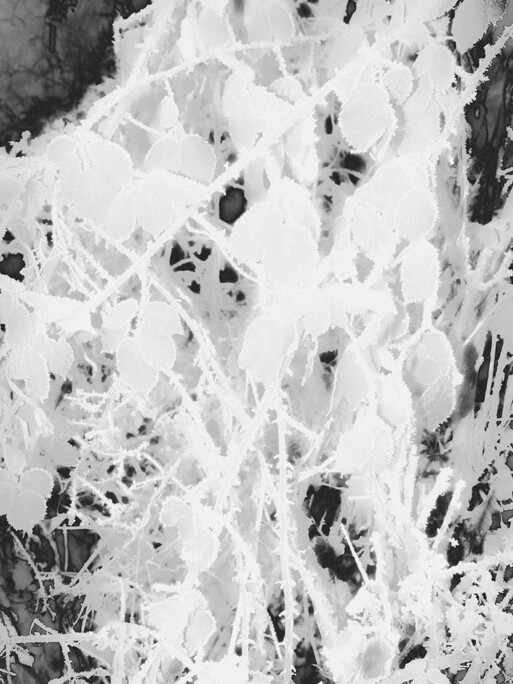 Photo : Etienne Francey