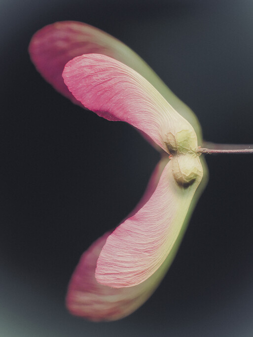 Photo : Etienne Francey