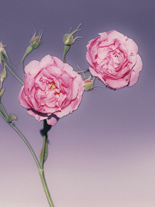 Photo : Etienne Francey