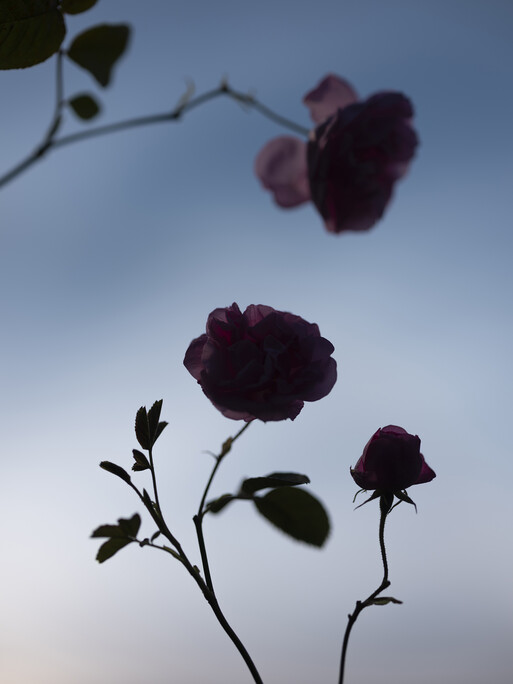 Photo : Etienne Francey