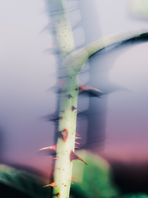 Photo : Etienne Francey