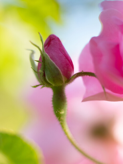 Photo : Etienne Francey