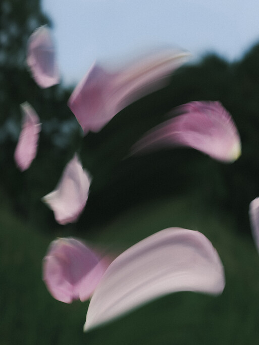 Henry Jacques - The roses Harvest