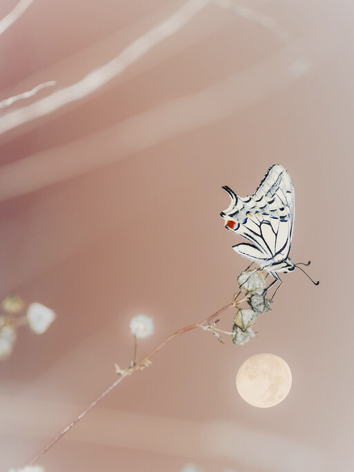 Photo : Etienne Francey