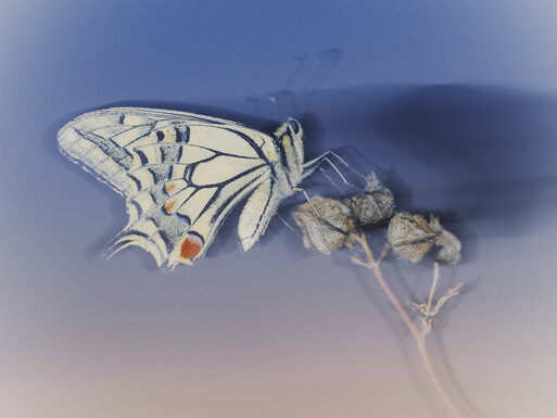 Photo : Etienne Francey