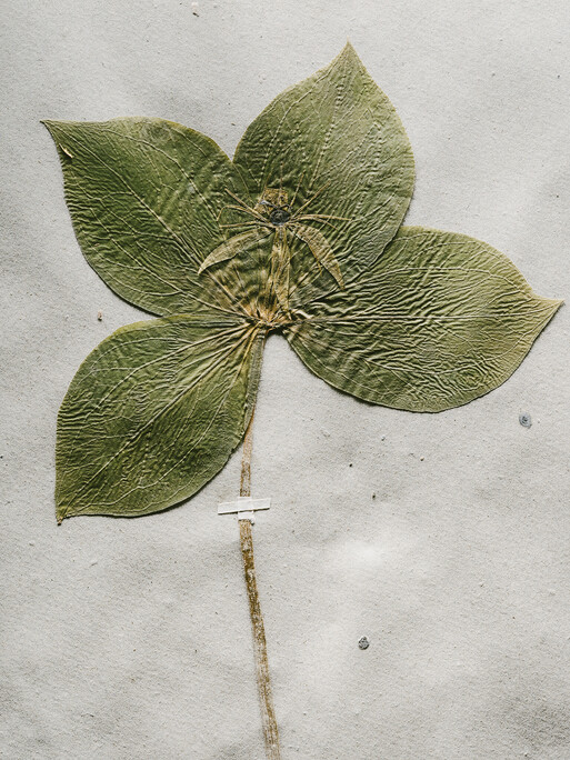 Photo : Etienne Francey