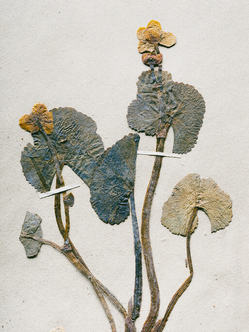 Photo : Etienne Francey