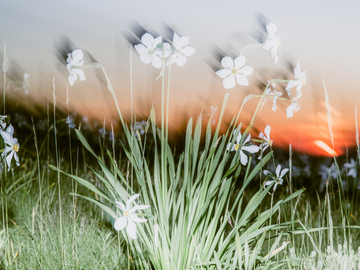 Photo : Etienne Francey