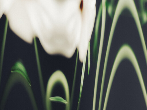 Photo : Etienne Francey
