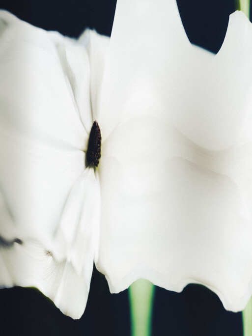 New Spring