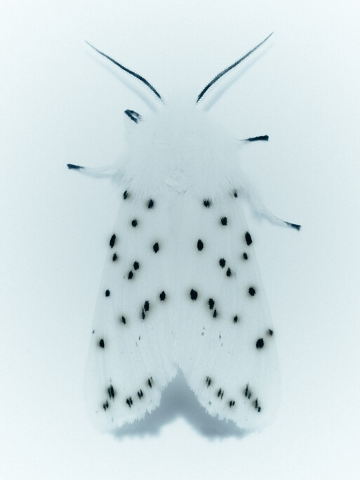 Papillons de nuit
